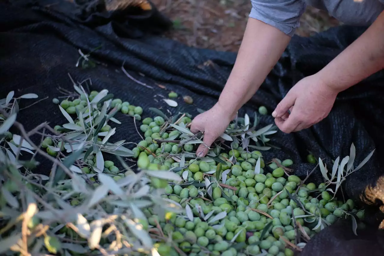 sagra delle olive